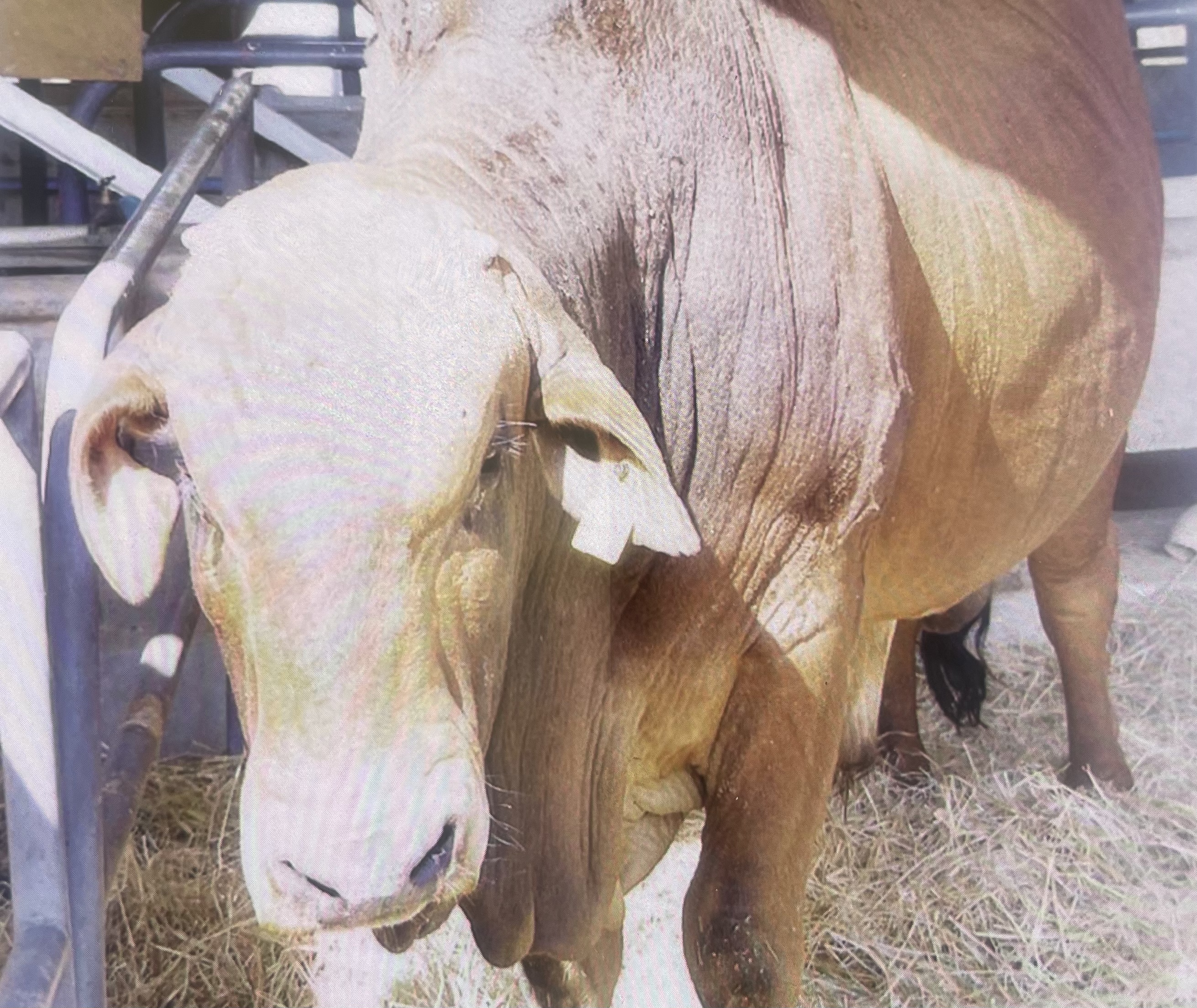 Eswatini Government buys R8million Boran Bull for King Mswati with public funds,no drugs in public hospitals.