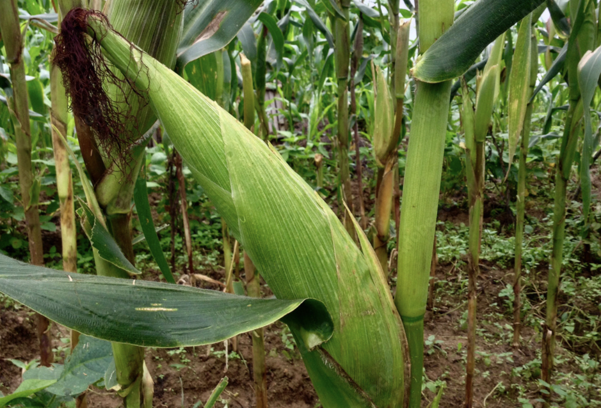 ESWADE CEO SAMSON SITHOLE:R44million Maize Production Fund launched by Agriculture Minister to enhance food security in eSwatini.