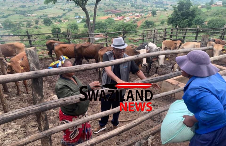 Ndzingeni MP Lutfo Dlamini establishes feedlots worth R5million,to empower women and the youth.