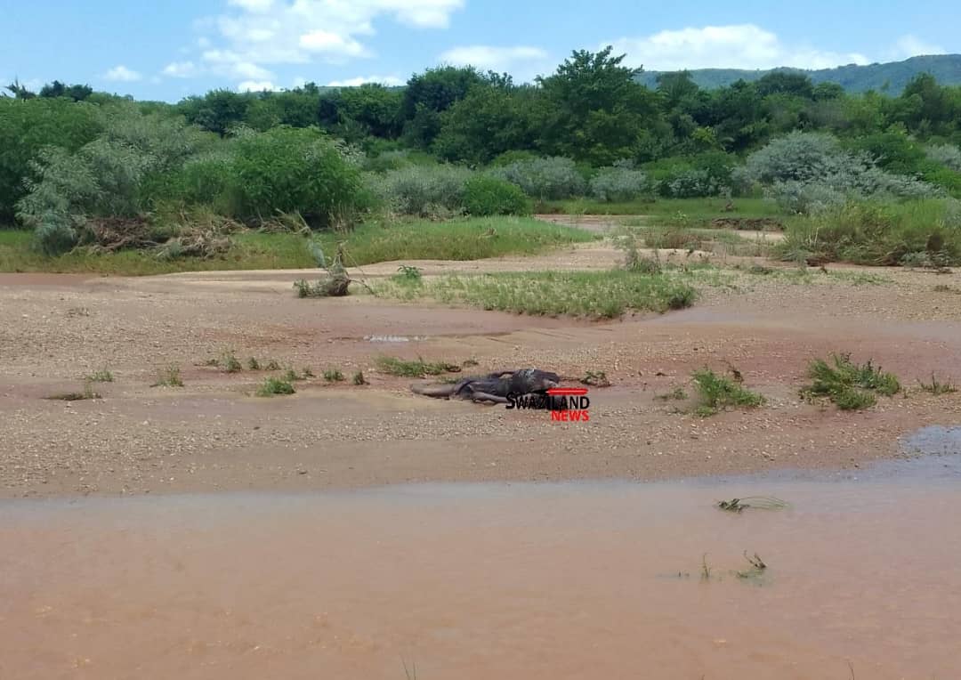 Hosea resident Sayinile Simelane swept away by overflowing Ngwavuma River, found dead.
