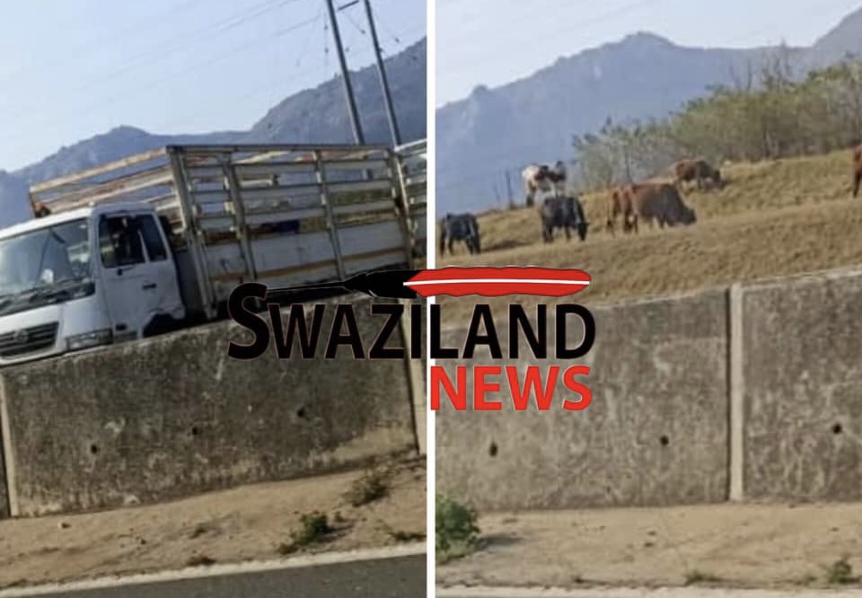 Truck grabs cattle at Ezulwini along Mbabane-Manzini Highway.