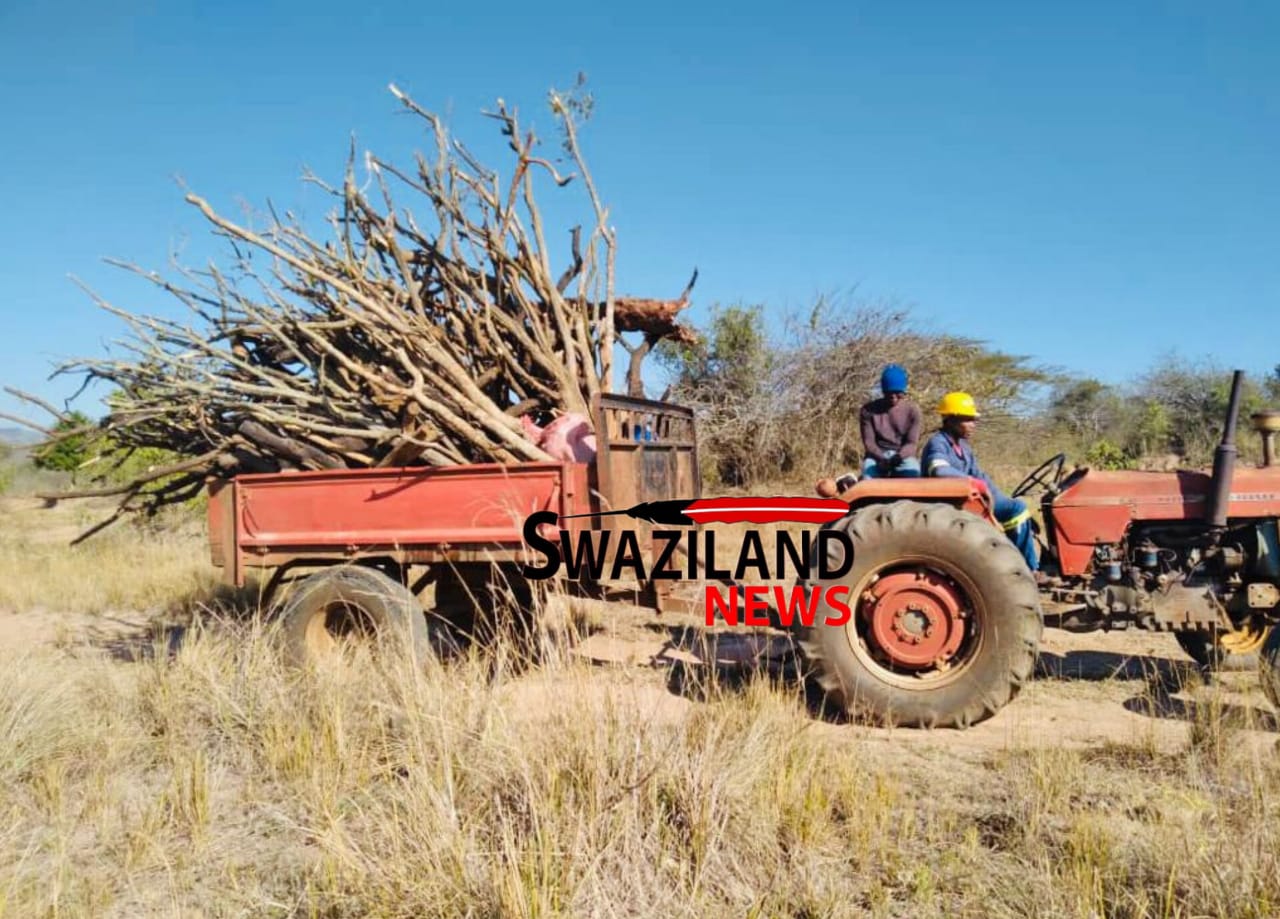 GRADUATE UNEMPLOYED TEACHER: I sell firewood to sustain my farming business. 