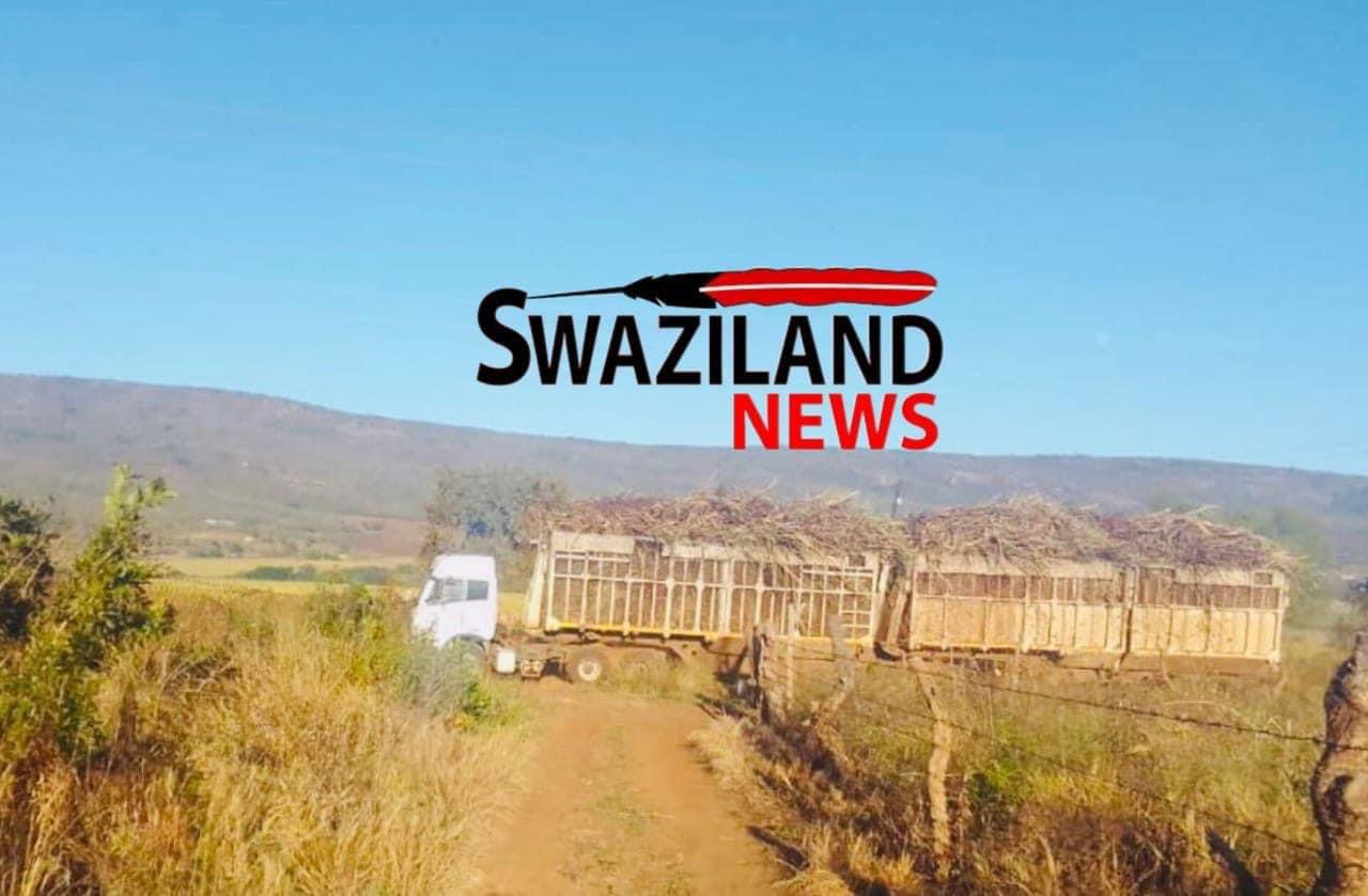 Regional Administrator Themba Msibi to demand answers from ka-Shewula BatfwabeNkhosi who refused to respect Judge Mavuso’s court order after grabbing multimillion Mafucula sugarcane project from poor residents.