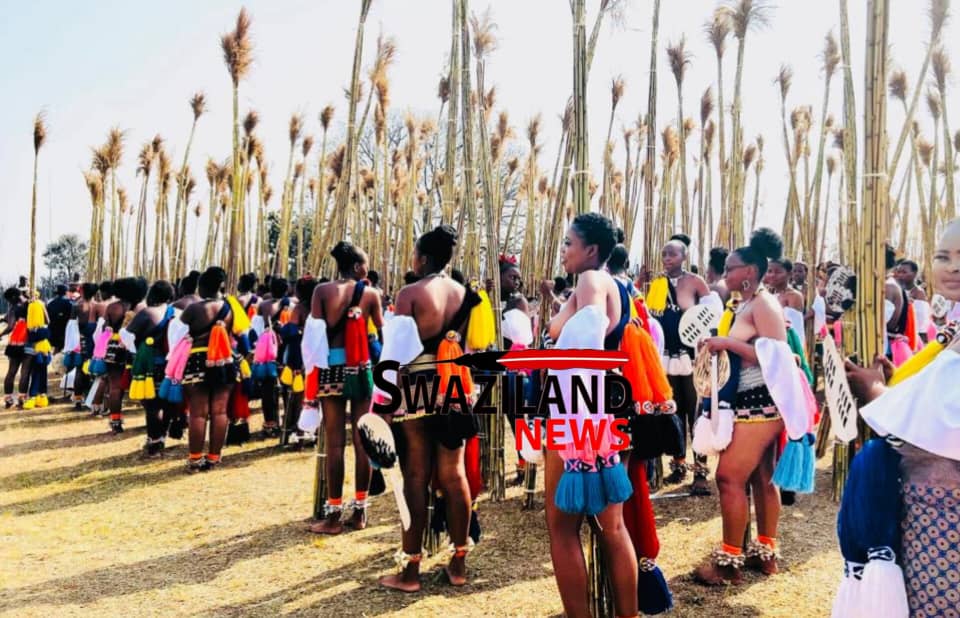 Thousands of maidens deliver uMhlanga before King Mswati at Ludzidzini Palace as part of the Reed Dance ceremony.