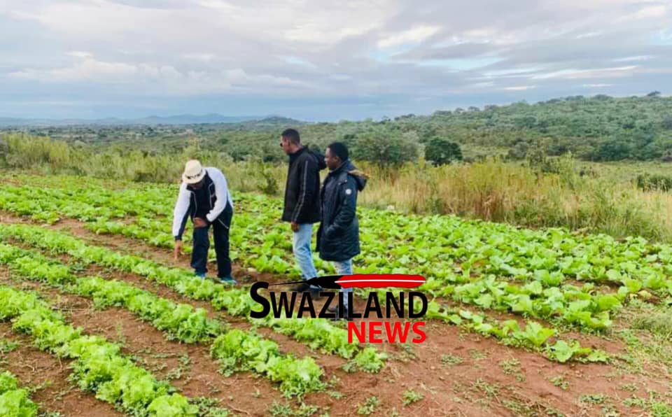 Released ex-armed robbery convict James Magagula ventures into farming after acquiring skills at Matsapha Maximum Prison,wants to be remembered as a responsible citizen.