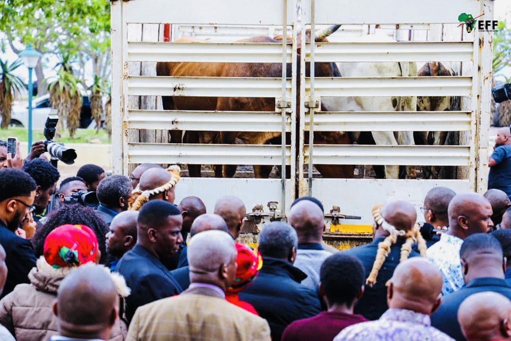 EFF leader Julius Malema presents cattle to Zulu King MisuZulu,emphasizes importance of upholding African culture.