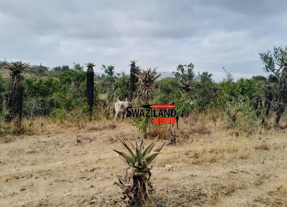 Ngculwini uMphakatsi Indvuna Musa Nsoko clashed with Vusi Lawrence Dlamini over alleged illegal ‘kukhontisa’, resident says “ngeke nitsengise indzawo yakitsi ngisaphila”.