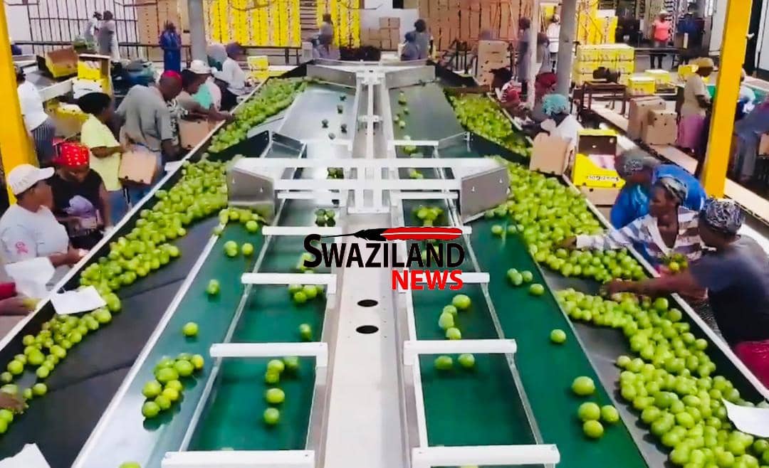 Industrial Court Judge dismisses SAPWU urgent application,says Tambuti Estate cannot be forced to pay subscriptions amid confusion and infighting within trade union leadership.