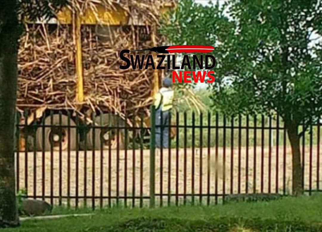 Hungry eSwatini Big- Bend traffic police officers stop truck,grab sugar-cane.