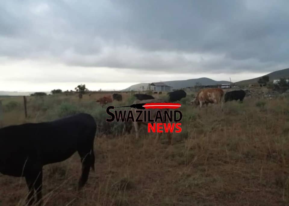 Judge Mzwandile Fakudze orders Gege farm owners to bring back seized cattle to evicted residents.