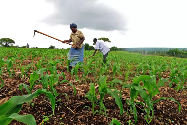 Eswatini farmers warned as African worm(Umgundzatjani) ‘invade’ tiny Kingdom, Agriculture Minister holds urgent press conference to announce prevention measures.