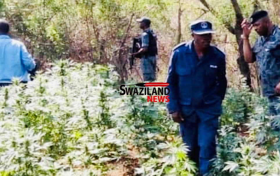 OPINION:National Commissioner of Police must leave dagga farmers alone,focus on fighting serious crimes amid looting of billions in the public administration.